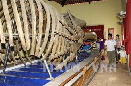 Khôi phục bộ xương cá voi ở huyện đảo Lý Sơn, Quảng Ngãi  - ảnh 1
